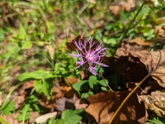 Centaurea