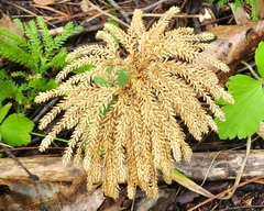 Dendrolycopodium dendroideum