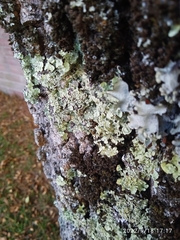 Flavopunctelia flaventior