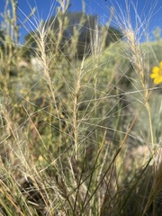 Elymus elymoides