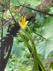 Cucumis sativus
