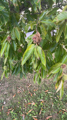 Castanea mollissima
