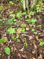 Dendrolycopodium dendroideum