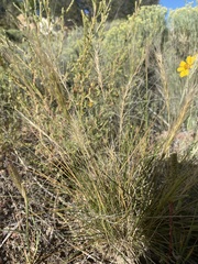 Elymus elymoides