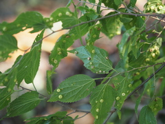 Pachypsylla celtidisasterisca