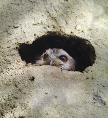 Margarobyas lawrencii