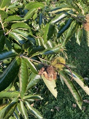 Castanea mollissima