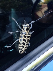 Plectrodera scalator