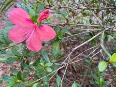 Rhododendron