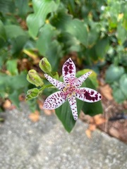Tricyrtis