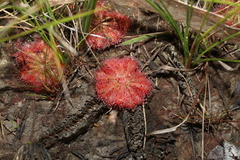 Drosera spatulata