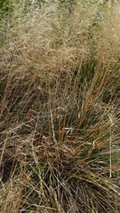 Deschampsia cespitosa