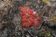 Drosera spatulata