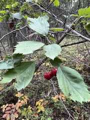 Crataegus douglasii