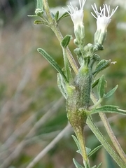 Neolasioptera perfoliata