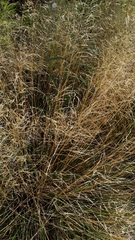 Deschampsia cespitosa