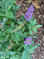 Buddleja davidii