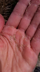 Deschampsia cespitosa