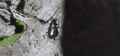 Agonum muelleri