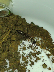 Odontomachus chelifer