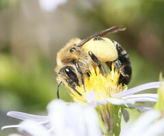 Andrena asteris
