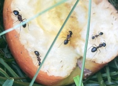 Camponotus novaeboracensis