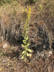 Solidago pallida