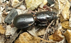 Scaraphites hirtipes