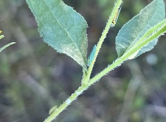 Graphocephala atropunctata