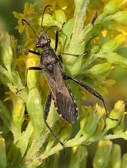 Alydus