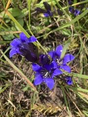 Gentiana puberulenta