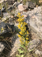 Solidago pallida