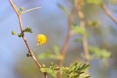 Vachellia farnesiana