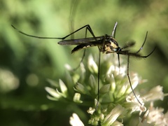 Toxorhynchites rutilus