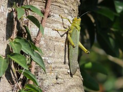 Tropidacris cristata