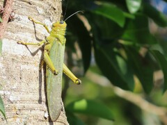 Tropidacris cristata