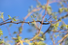 Vachellia farnesiana