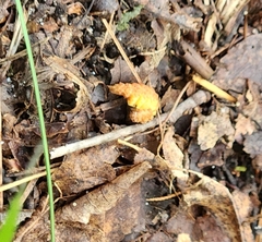 Drepana bilineata