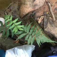 Deparia petersenii