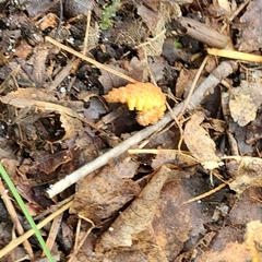 Drepana bilineata