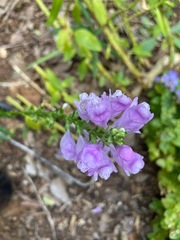 Physostegia