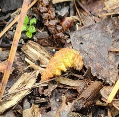Drepana bilineata