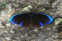 Pompelon marginata