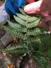 Deparia petersenii