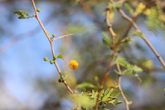 Vachellia farnesiana