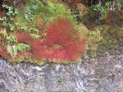 Sphagnum