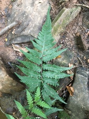 Deparia petersenii