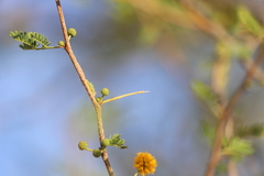 Vachellia farnesiana
