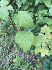 Ribes americanum