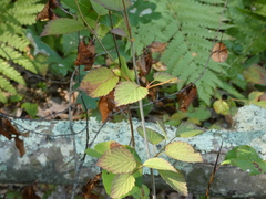 Viburnum dentatum